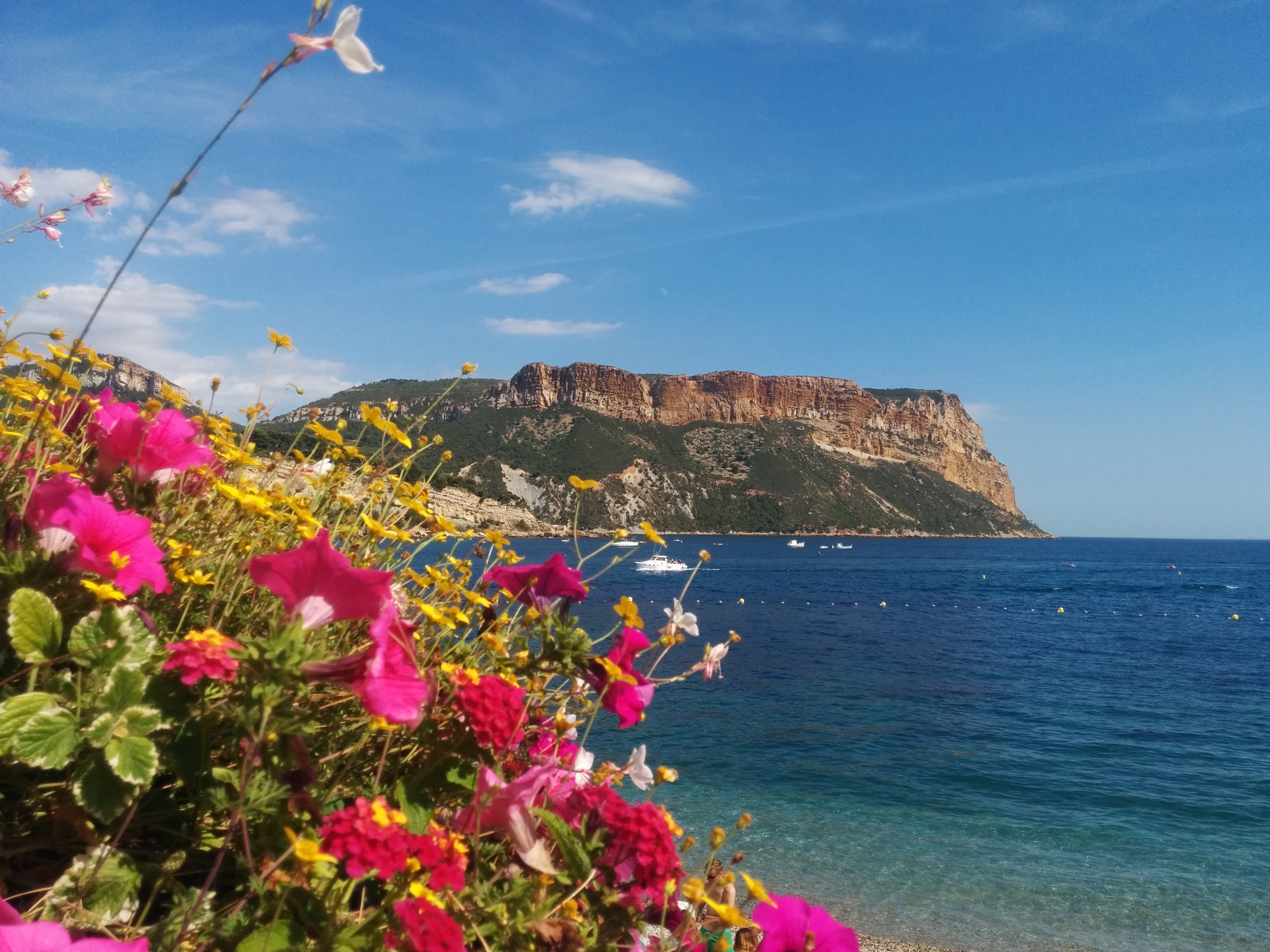 Wildflowers overlooking the coast at Cassis, France