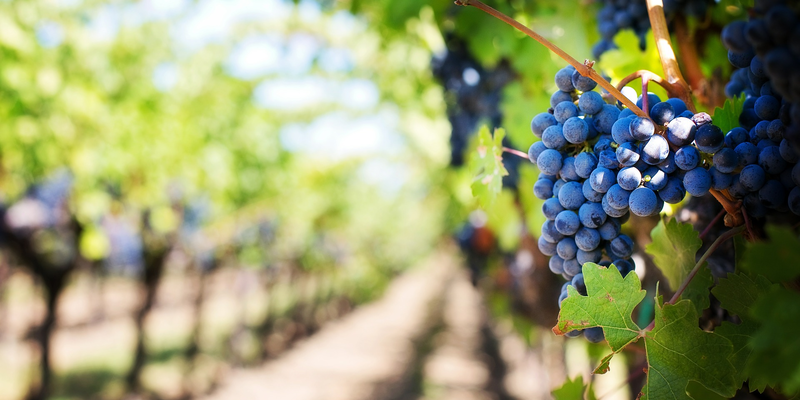 3 Lesser-Known Wine Regions to Sample While in Paris